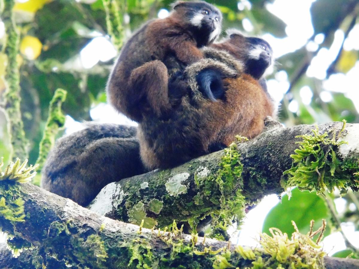 Posada Fin Del Mundo Mocoa Luaran gambar